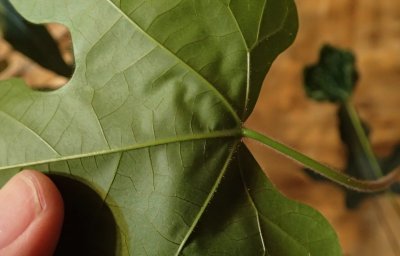 Brachychiton acerifolius - brachychiton javorolistý - list - rub 